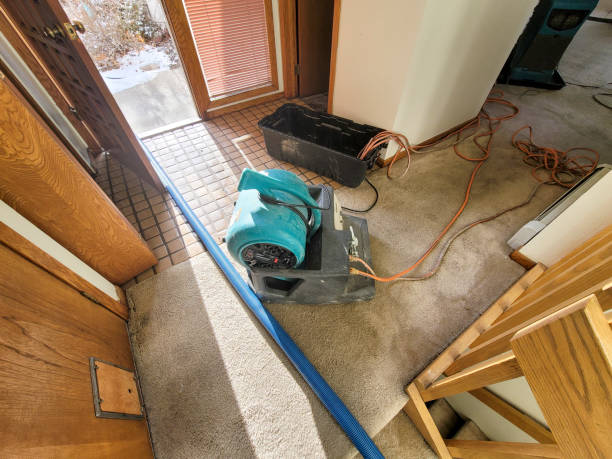 Best Basement water damage restoration  in Timberline Fernwood, AZ